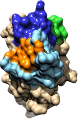 3D Model of Syn Peptide